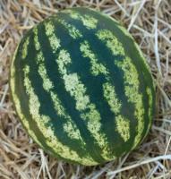 Арбуз АУ Продюсер ПВП 500г