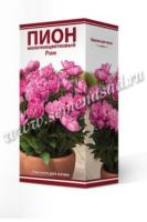 Пион молочноцветковый Рим