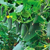 Огурец Гуннар F1 1000 шт