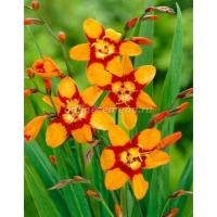 Крокосмия Эмили Маккензи (6/+) 10 шт 