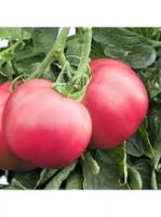 Томат Волгоградские зори 100шт