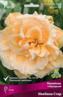 Лилейник гибридный Икебана Стар (I) 1шт