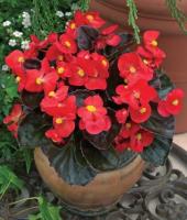 Бегония вечноцветущая бронзоволистная Бада Бум Скарлет 15шт