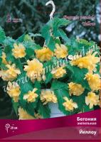 Бегония Ампельная Йеллоу