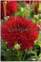 Георгина бахромчатая Джэксон (I) 1 шт