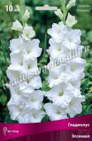 Гладиолус Крупноцветковый Эссеншл (10/12) 10 шт 