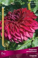 Георгина декоративная Спартак (I) 1 шт