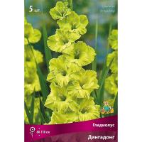 Гладиолус Крупноцветковае Дингадонг (12/14) 5 шт 835567