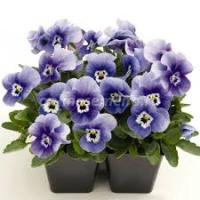 Фиалка рогатая Эдмаер Вайт Дип Марина 10шт 