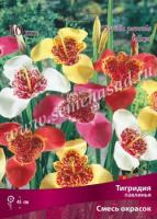 Тигридия павлинья смесь окрасок