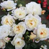 Саженцы Роза плетистая Вайс Вольке 829269