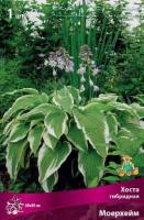 Хоста гибридная Моерхейм (I) 1 шт