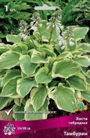 Хоста гибридная Тамбурин (I) 1 шт