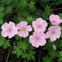 Герань Vision Pink Apex садовая 3 шт