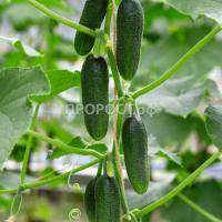 Огурец Бьерн F1 20*10шт