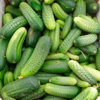 Rijk Zwaan Фермерская Огурец Шахти F1 100шт