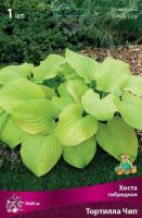 Хоста гибридная Тортилла Чип (I) 1 шт
