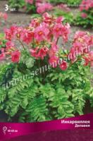 Инкарвиллея Делавея