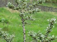 Облепиха Алей мужской