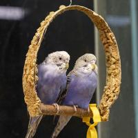 Волнистый попугайчик (лат. Melopsittacus undulatus)