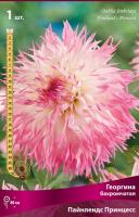 Георгина бахромчатая Пайнлендс Принцесс