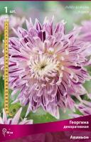Георгина декоративная Авиньон (I) 1 шт 