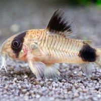 Коридорас панда 