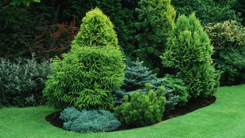 техника посадки хвойных растений техника посадки хвойных растений