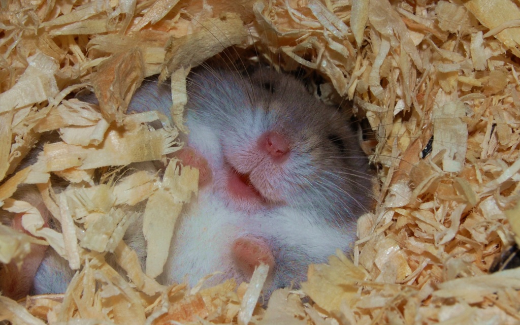 homyachok-opilki-schaslivyy.jpg homyachok-opilki-schaslivyy.jpg