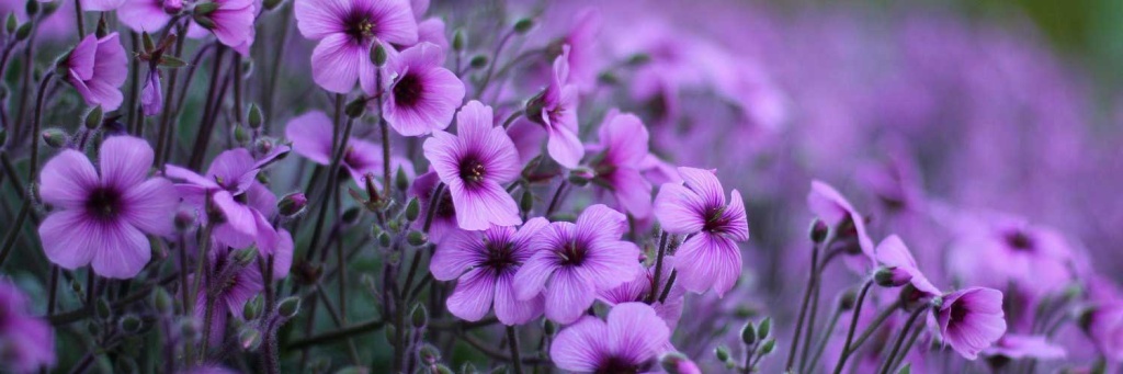 Лунный календарь Июнь 2022 Лунный календарь Июнь 2022