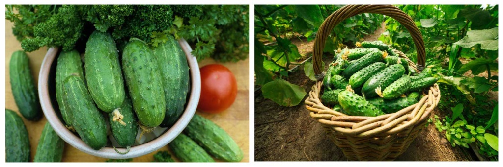 огурцы-на-столе.jpg