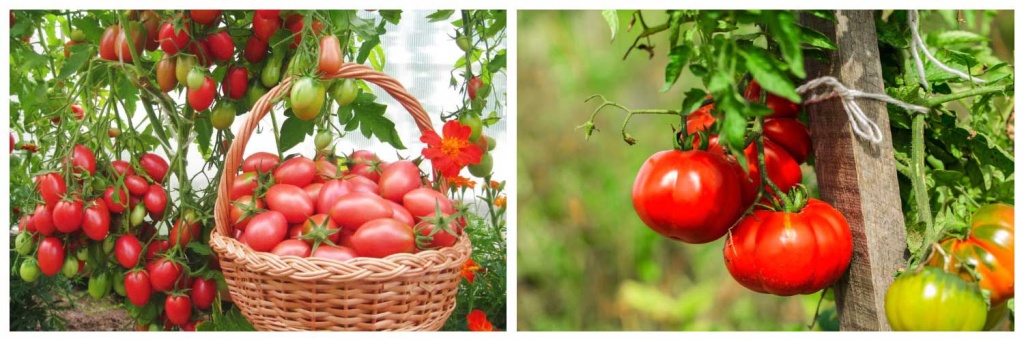 томаты-3.jpg