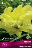 Лилейник гибридный Дабл Ривэ Вай Лилейник гибридный Дабл Ривэ Вай