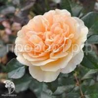 Без названия (1) Без названия (1)