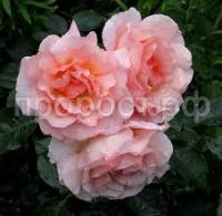 Без названия (1) Без названия (1)