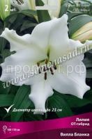 Лилия ОТ-Гибрид Вилла Бланка (14-16) 2 шт 736228 Лилия ОТ-Гибрид Вилла Бланка (14-16) 2 шт 736228