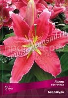 Лилия Восточная Барракуда (14-16) 2 шт 675463