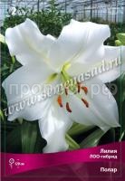 Лилия ЛОО-Гибрид Полар (12-14) 2 шт 737242 Лилия ЛОО-Гибрид Полар (12-14) 2 шт 737242