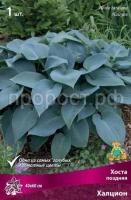 Хоста поздняя Халцион Хоста поздняя Халцион