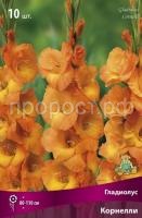 gladiolus_korneli_kaper gladiolus_korneli_kaper