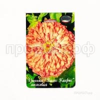 Цинния Вальс Каприс лососевая 201 Каприс