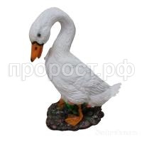 утка домашняя