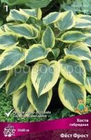 Хоста гибридная Фёст Фрост