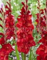 Без названия Без названия