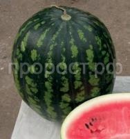 Арбуз Астраханский Арбуз Астраханский