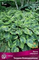 Хоста гибридная Токудама Флавоцирциналис