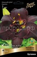 Лилейник гибридный Бугимен_черный