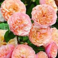 Без названия (1) Без названия (1)