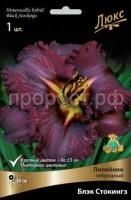 Лилейник гибридный Блэк Стокингз