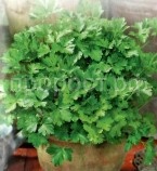 wc72lej1i9ei7jgcxwjp8lbz7uws8v3z wc72lej1i9ei7jgcxwjp8lbz7uws8v3z